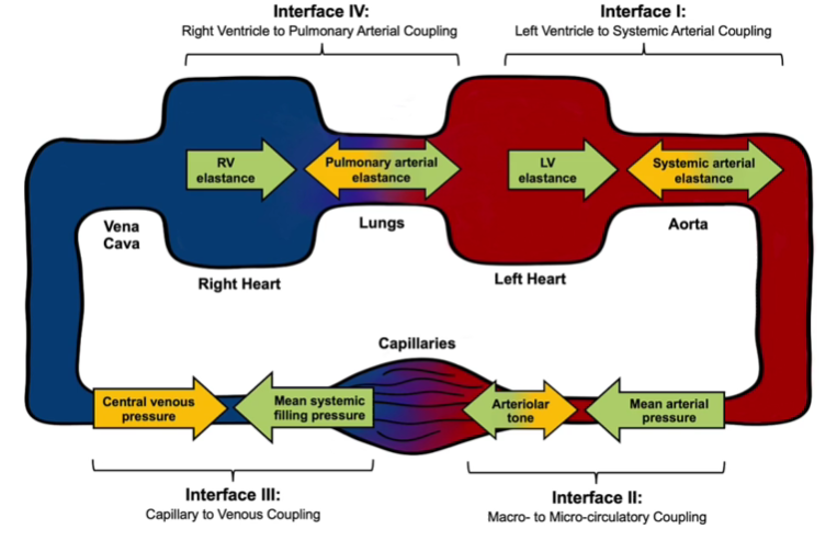 Hemodynamic Interfaces Diagram
